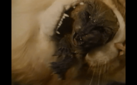 Screen Shot 2016-07-15 at 1.35.26 PM